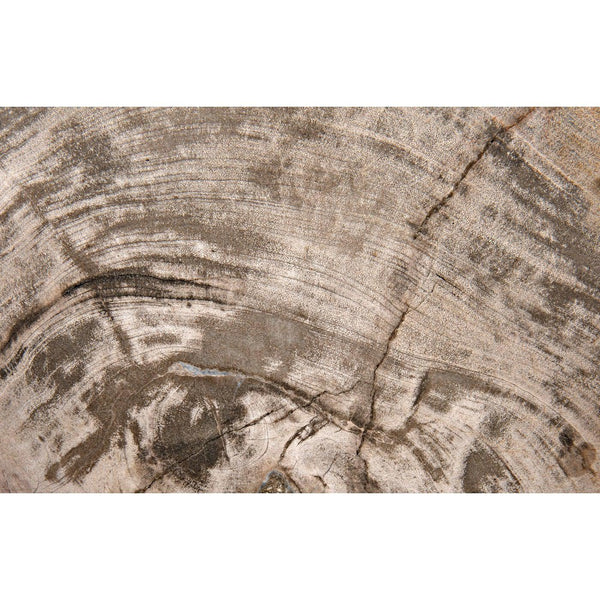 Wood Fossil with Stand, 8"-Noir Furniture-Blue Hand Home