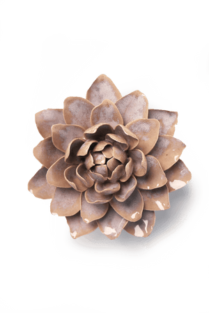 July Birth Flower - Waterlily-Blue Hand Home