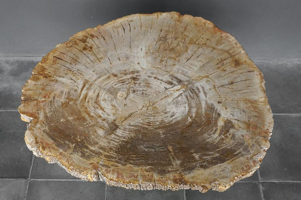 Petrified Wood Coffee Table-Blue Hand Home