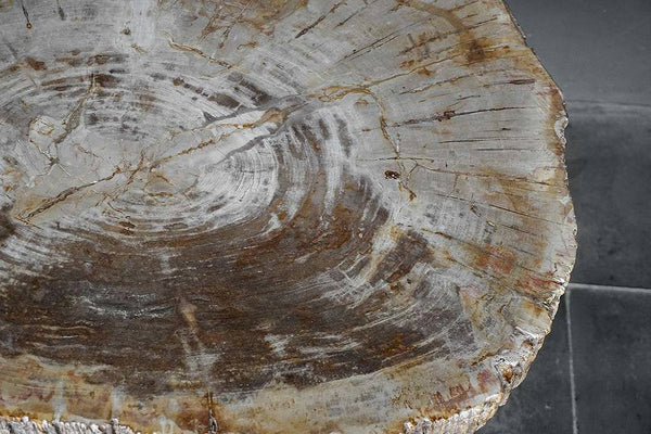 Petrified Wood Coffee Table-Blue Hand Home