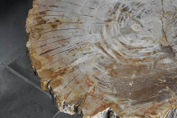 Petrified Wood Coffee Table-Blue Hand Home