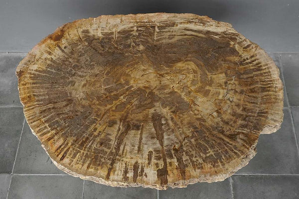 Petrified Wood Coffee Table-Blue Hand Home