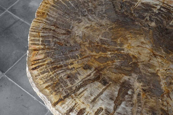 Petrified Wood Coffee Table-Blue Hand Home