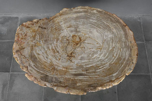 Petrified Wood Coffee Table-Blue Hand Home