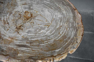Petrified Wood Coffee Table-Blue Hand Home
