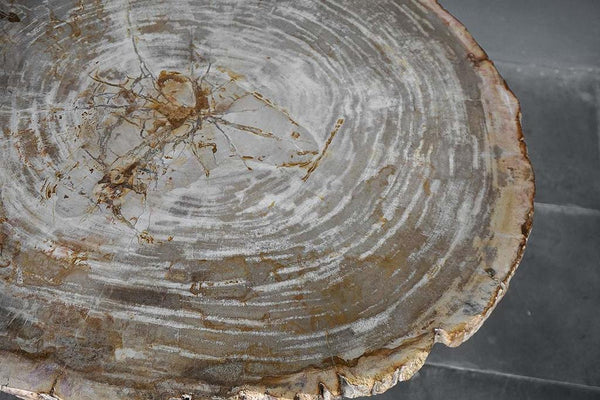 Petrified Wood Coffee Table-Blue Hand Home