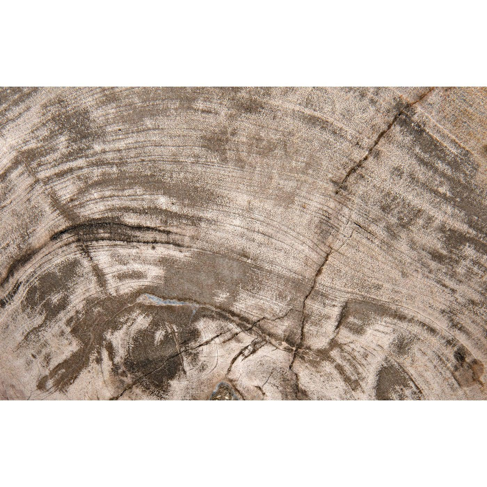 Wood Fossil with Stand, 8"-Noir Furniture-Blue Hand Home