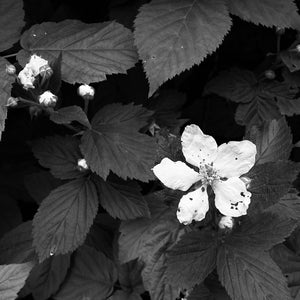 MOONFLOWER All-Natural Botanical Perfume Oil-Blue Hand Home